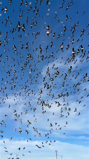 AllOut Adventures USA on Instagram: "Two minutes you never forget. Thousands of Canada geese stacking into a pond nonstop, wave after wave, landing right in the decoys at our feet. No shooting, no chaos—just watching it happen. This is the side of waterfowl hunting that sticks with you long after the season ends. Would you have shot… or just watched? #canadageese #waterfowlhunting #goosemigration #decoyspread #alloutadventures"