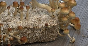 Psychedelic psilocybin mushrooms Golden Teacher on mycelium block, close-up. Psilocybe Cubensis raw mushrooms. Micro-dosing concept. Table spin.