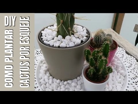COMO REPRODUCIR CACTUS POR ESQUEJES FÁCIL | TRANSPLANTAR CACTUS SIN RAIZ | REPRODUCCIÓN DE CACTUS