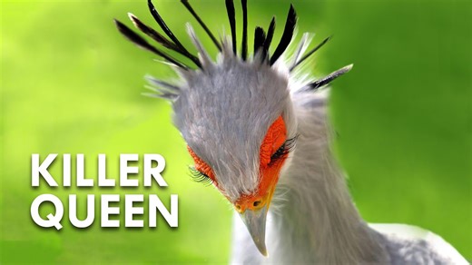 Elegant but Deadly – The Fierce Power of Secretary Birds