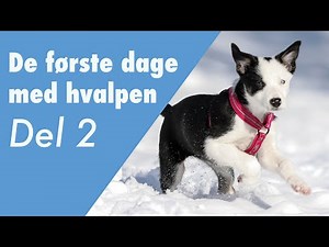 De første dage med hvalpen, del 2 - start med den gode leg
