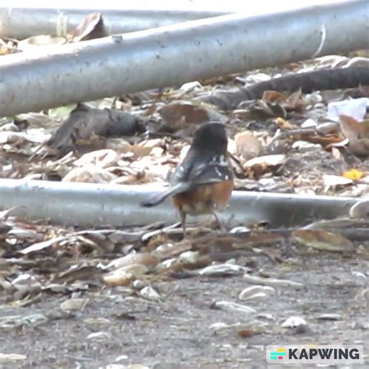 Spotted Towhee Scratching the Ground for Food Altadena, California