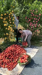 ওয়াও দারুণ। | Let's Go