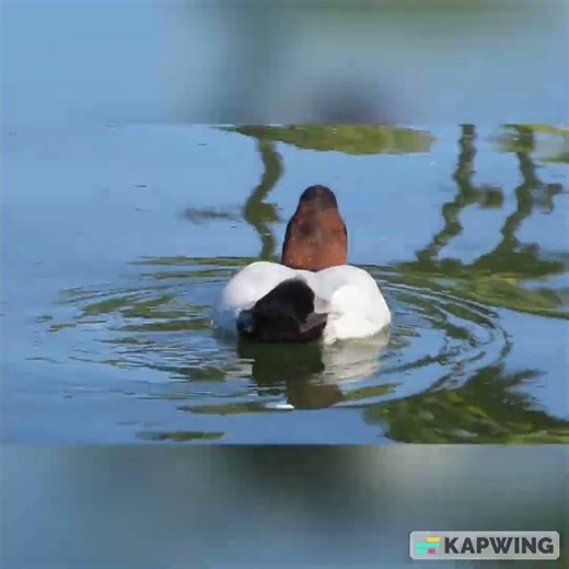Beautiful Male Canvasback Duck Alondra Park Reservoir Lawndale, California.