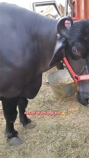 Top Quality Murrah Buffalo in Haryana || Murrah buffalo in haryana