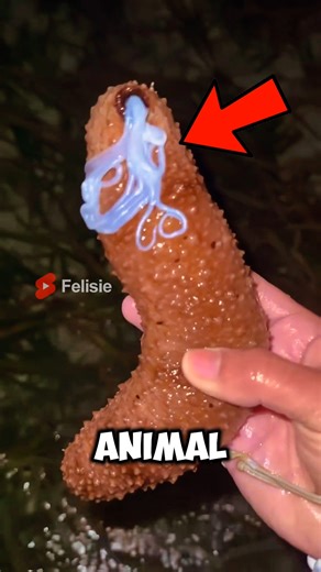 Never Ever Touch This Creepy Animal! 😱💥