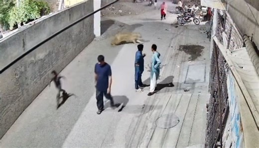 Over a dozen big cats seized in Punjab after lion attack injures three