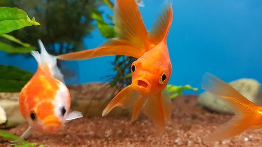 Oxford University: Goldfish do have good memories, scientists find