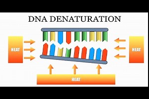 DNA Sequencing: The Chain Termination Method (Sanger Method)