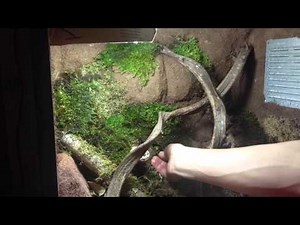 Bonus: Amélioration de mon terrarium tropical en Time Lapse