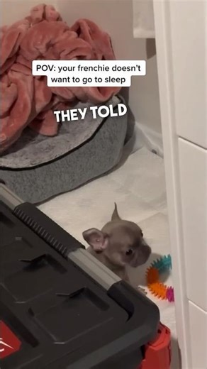 When your dog starts talking back 😂