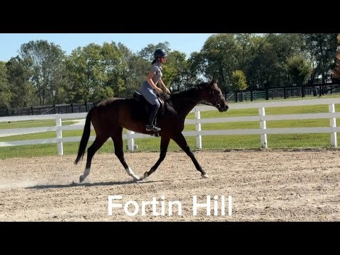 FORTIN HILL (W/T/C), Adoptable Thoroughbred Gelding, New Vocations