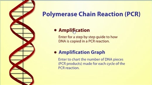 【秒懂PCR】PCR虚拟实验动画