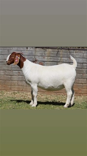 ‼️TYPICAL SOUTH AFRICAN FULL BLOOD BOER GOAT PREGNANT DOE S🧬 #Available For inquiries WhatsApp ‪ 27 78 484 5737‬ or 27 68 071 8656 A display of excellence in studs #boergoats #fypシ゚viralシ #farming #Studs #viralchallenge #pregnant #usareels #usa #ukreels #uk #unitedkingdom #canada #africa #europe #Eu #middleeast #kazakhstan #kazak #goats #goatfarming #farmlife #viralpost2025シ @top fans #usareels #usa #ukreels #uk #Zimbabwe #zimuk #diaspora #australia #italia #columbia #southamerica #saudiarabia 