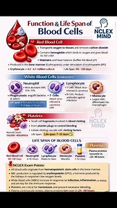 • All blood cells originate from hematopoietic stem cells in the bone marrow — a very common NCLEX concept. • Red Blood Cells (RBCs) contain hemoglobin for oxygen transport; lifespan 90–120 days. Low oxygen levels stimulate kidneys to release erythropoietin (EPO) → increases RBC production. • Neutrophils (55–70%) are the first line of defense in acute bacterial infection; lifespan 6–10 hours in circulation, 1–2 days in tissues. • Lymphocytes (T & B cells) mediate cell-mediated and humoral immuni