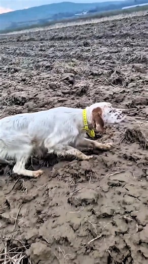Hunting Dogs vs Hare | Silent Field Encounter #shorts #animals