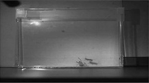 Camel spiders are sticky killers