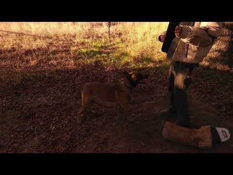 K9 Protection Training Proteccion Entranamiento