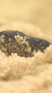 Stranded Sea Snake could bite people! 😱 | Untamed