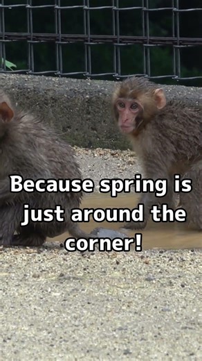 雨なんてへっちゃら！ もうすぐ春だから！ #monkey #ニホンザル #高崎山自然動物園