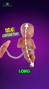 How Big Is a 16-Week Fetus?🌱👶 | Pregnancy to parenting