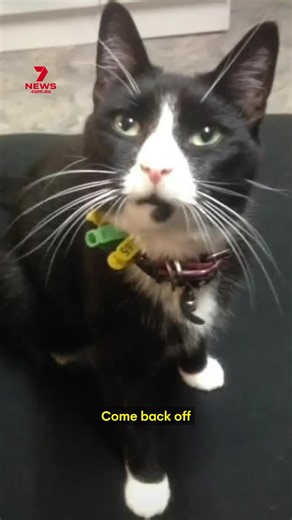 A Logan woman has been left heartbroken after her pet cat Chad was dumped into landfill. Logan Council officers fail to check his microchip, leading to a contractor mistakenly dumping the cat. #Cat #AnimalRights #Pets #Logan