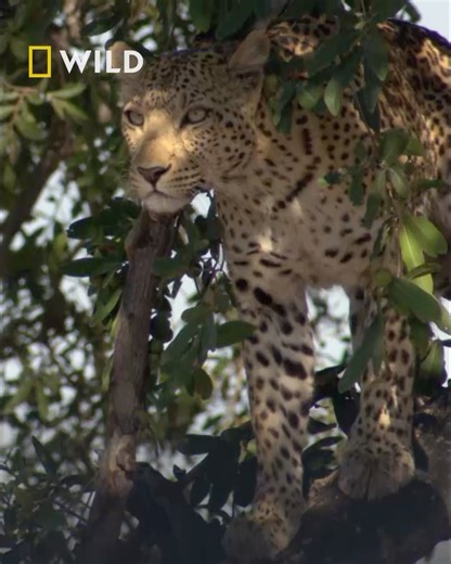 Tourists capture unforgettable moments in the wild on their phones, and big cats sit at the top of every safari wish list. On this occasion, they are rewarded with a rare sight: a mother leopard and her two cubs. Nearly a year old, the cubs are on the verge of hunting on their own, but they still have much to learn from their mother. The leopard’s tail becomes a powerful tool of communication, allowing her to remain silent as the cubs watch each subtle flick, learning the skills they will need t
