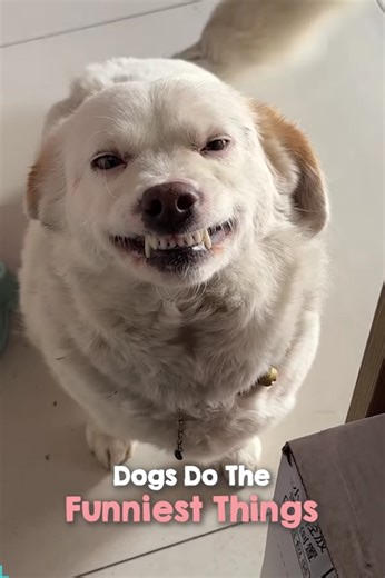 Irrefutable Proof That Dogs Are The Funniest Creatures In The World | PUP National Service Training Program - NSTP