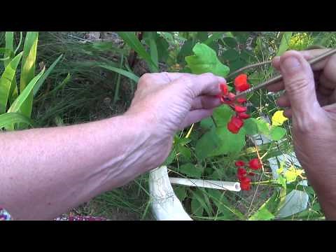 Hand pollinating the Black Coat Scarlet Runner Beans