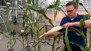 Agrobacterium-Mediated Immature Embryo Transformation of Recalcitrant Maize Inbred Lines Using Morphogenic Genes