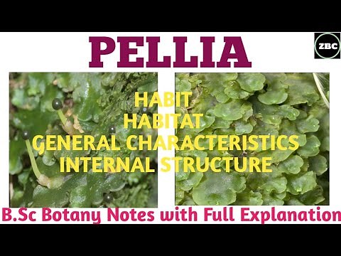PELLIA | Classification, External and Internal Structure|B.sc Botany Notes with Full Explanation|ZBC