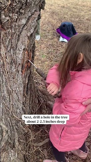 MAPLE SYRUP TAPPING🥞🪾