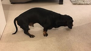 Dachshund Puppy Arched Back - Causes And Treatments Explained!