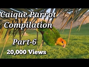 Caique Parrot Compilation Part-6 for Tips, Tricks and Funny Videos of Parrots | #caiqueparrot #irn