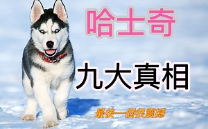 哈士奇的九大真相，最后一个很震撼