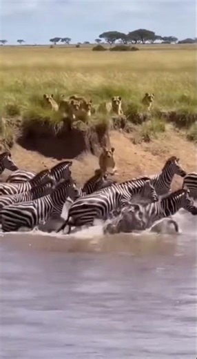 Lions Ambush Zebras Mid River… Chaos & Death! 🦁🌊🦓