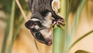 20 Amazing Animals That Glide (Videos & Photos) - Wild Explained