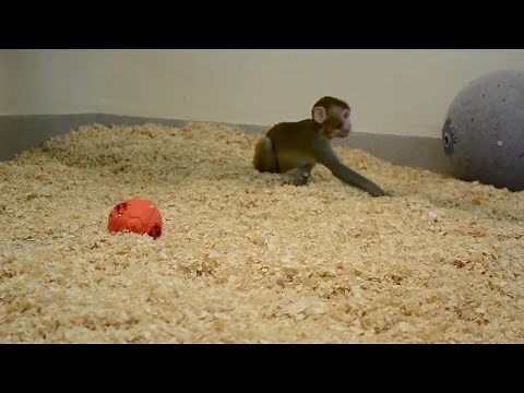 Rhesus macaque born OHSU