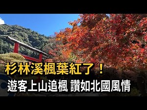 杉林溪楓葉紅了！ 遊客上山追楓 讚如北國風情－民視新聞