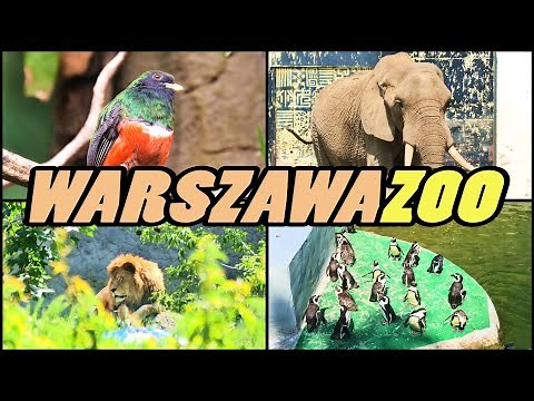 WARSZAWA ZOO - Zoo Warsaw - Poland [4k]