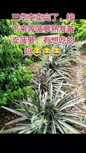有喜欢吃菠萝的吗，下个月就熟了，当水果当菜都可以#自家种植菠萝 #菠萝的生长环境 #菠萝的季节 #现摘菠萝