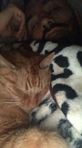 19K views · 1.9K reactions | In March 2020, Kermit was missing for 5 days. Here’s a video of our first night reunited. | Javie and Mr. Kermit | Facebook