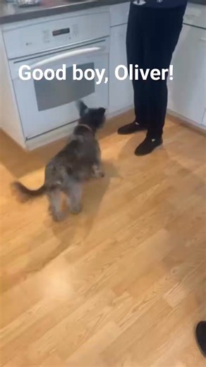 Oliver is 7 years old and only 29 lb. He Is thriving in his foster home and is ready for adoption! | Red Barn Rescue Pups