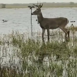 MOJO'S are effective during the Rut also... Especially the MOJO SPOONZILLA. 📸 https://www.instagram.com/winslow_caleb/ | Mojo TV