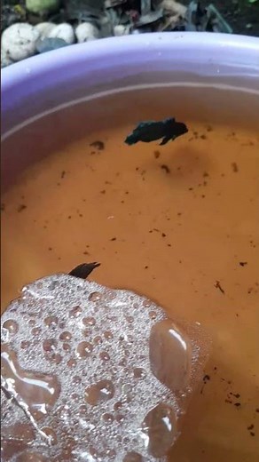 3 Betta Pairs = 3x More Fry! 🐟🔥