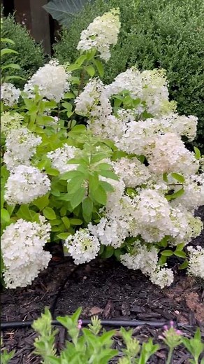 Proven Winners Bobo Hydrangea || diy landscape design || summer blooms