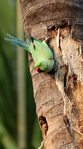 Rose ringed parakeet | 𝐍𝐚𝐭𝐮𝐫𝐞 𝐏𝐡𝐨𝐭𝐨𝐬 𝐁𝐨𝐨𝐤