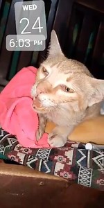 A large lump on this cat’s ( Cutie ) neck. It could be indicative of various health issues, including infections, abscesses, tumors, or other conditions that require immediate veterinary attention. The owner is deeply concerned about the well-being of her cat and fears that time is running out. She is earnestly requesting financial aid to ensure her cat receives proper medical treatment. You can directly send your help to the owner’s GCash # 09935214523 Vergencita Endab | PAWS In Action