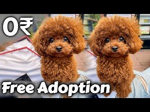 Free Free Free - poodle Puppy for Free Adoption | poodle puppy pure breed