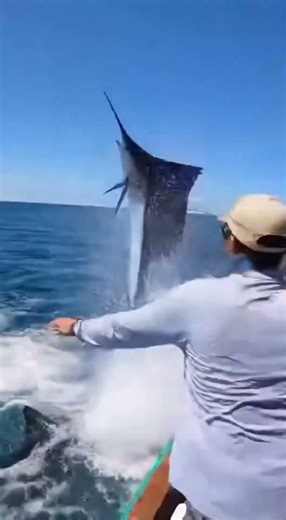 Sharks Corner It… Then the Marlin FLIES for Its Life!🦈🦈🦈